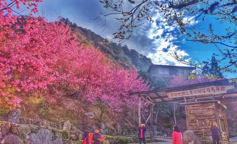 新竹｜司馬庫斯＆鎮西堡神木群2天1夜登山體驗-KLOOK