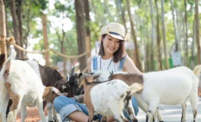 咩咩上樹萌寵樂園門票-KLOOK