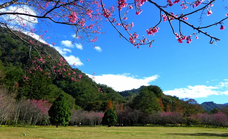 南投｜奧萬大國家森林遊樂區｜門票-KLOOK