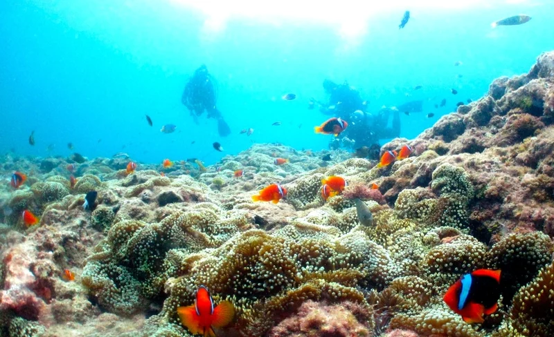 讀谷村私人浮潛及潛水體驗
