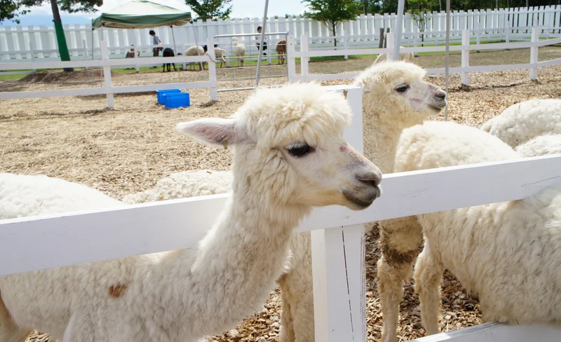 北海道湯之元溫泉旅館