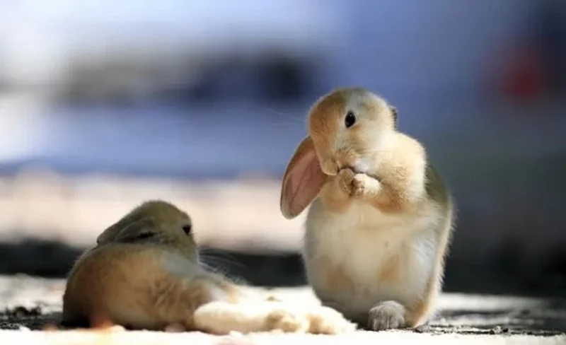 倉敷VASARA和服／浴衣租賃