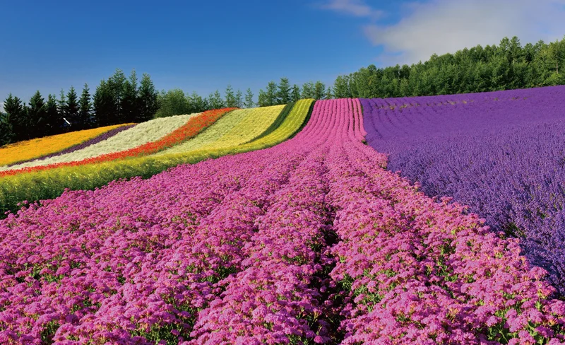 富良野 & 美瑛薰衣草一日遊（札幌出發）
