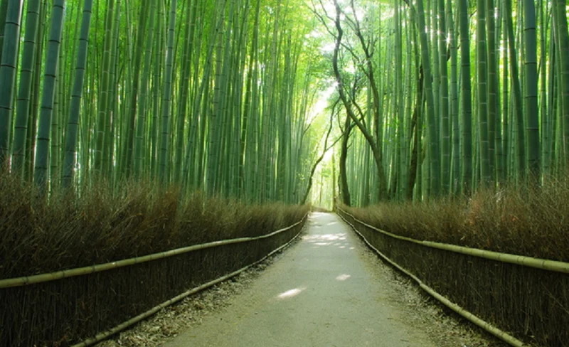 嵐山＆鹿苑寺＆奈良公園一日遊（大阪／京都出發）