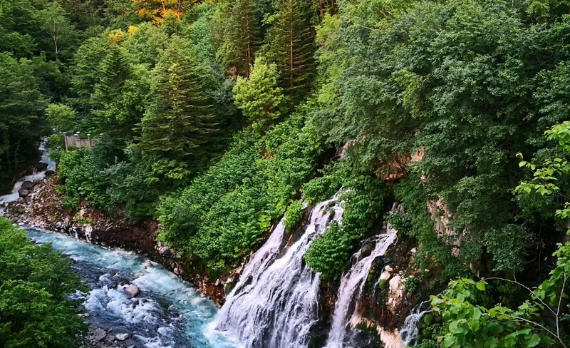 美瑛青池+網紅樹+白鬚瀑布+四季彩之丘+森林精靈露臺（札幌出發）北海道一日遊