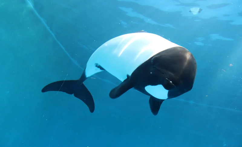 仙台海洋森林水族館門票