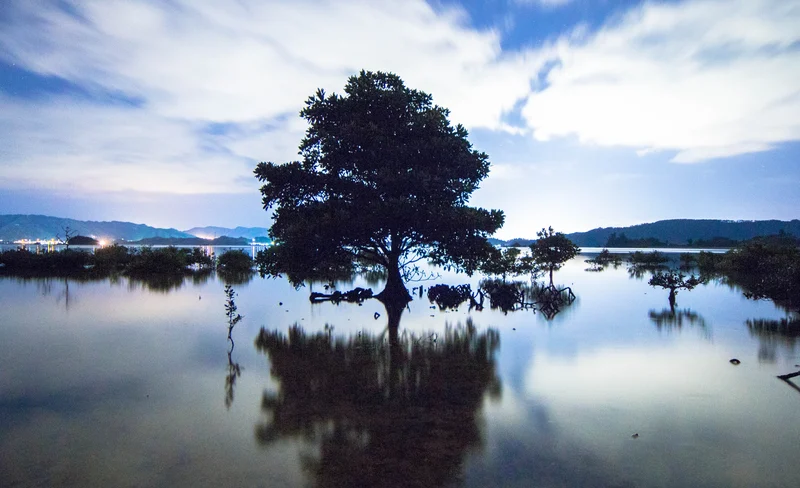 沖繩紅樹林夜間漫遊