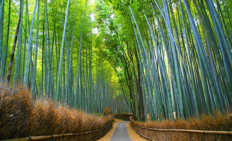 京都｜宇治＆伏見稻荷大社＆嵐山竹林之道一日遊｜大阪出發