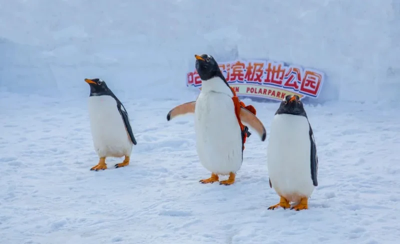 哈爾濱極地公園門票
