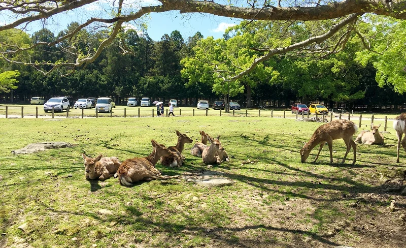 大阪 & 奈良一日巴士遊（大阪出發）