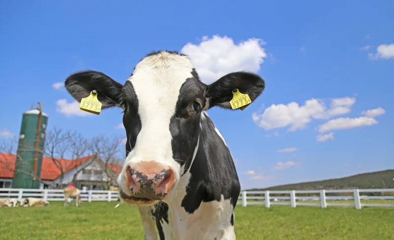 【Klook獨家】東京千葉母親牧場門票