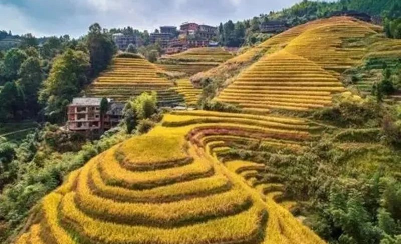 桂林出發龍脊梯田 平安壯寨 長髮村 金坑梯田 私人導覽1日遊