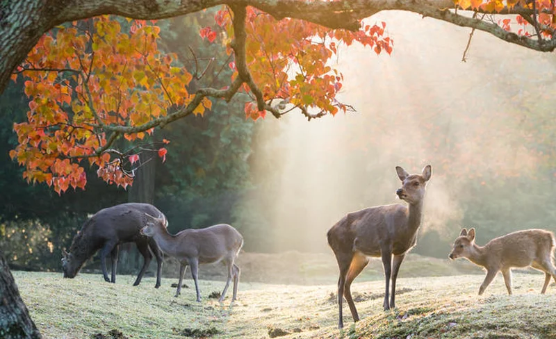 京都 & 奈良一日遊（含抹茶體驗）- 大阪出發