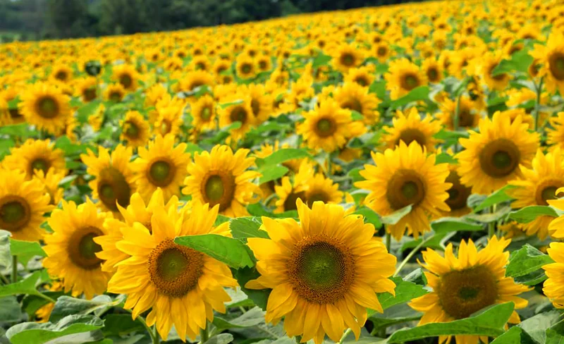 旭川｜旭山動物園＆北龍町向日葵之里＆三井Outlet Park 札幌北廣島一日遊｜札幌出發