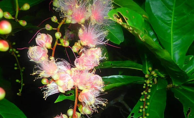 西表島玉蕊賞花之旅