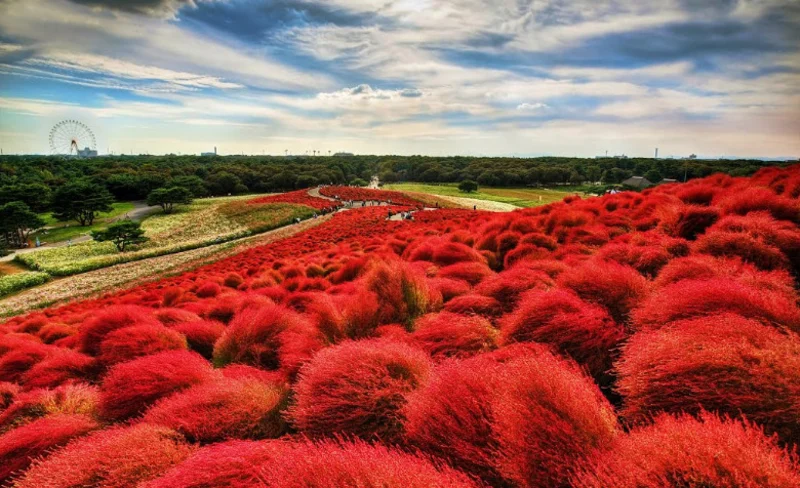 國營常陸海濱公園＆足利花卉公園／偕樂園一日遊（東京出發）