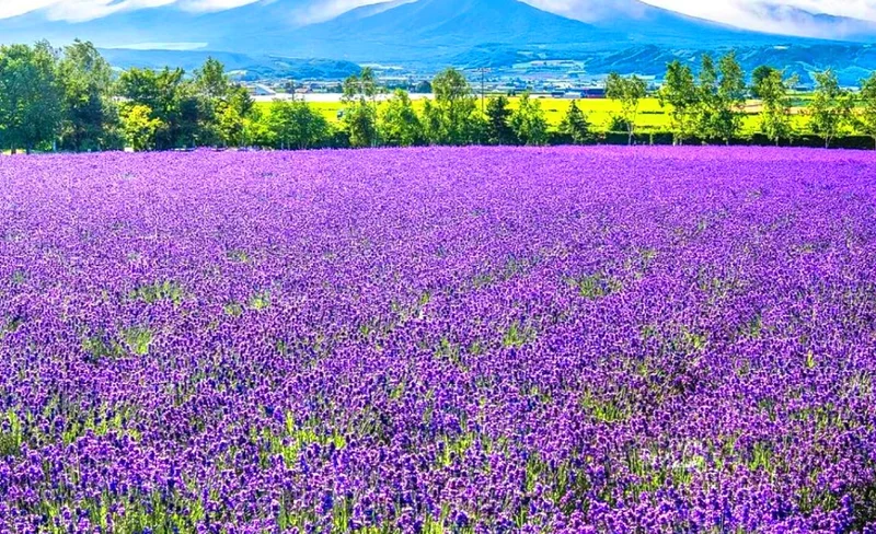 富良野＆美瑛青池＆四季彩之丘一日遊｜札幌出發