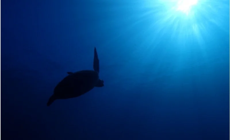 屋久島初級潛水體驗