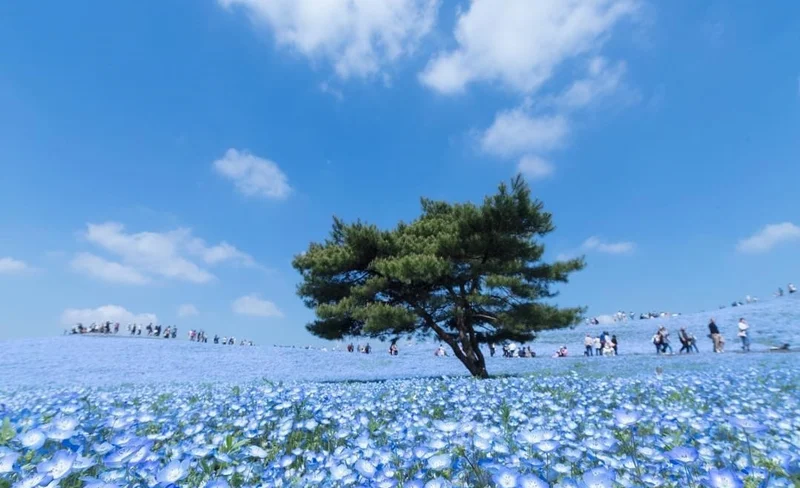 大洗磯前神社＆那珂湊海鮮市場＆國營常陸海濱公園花海一日遊丨東京出發