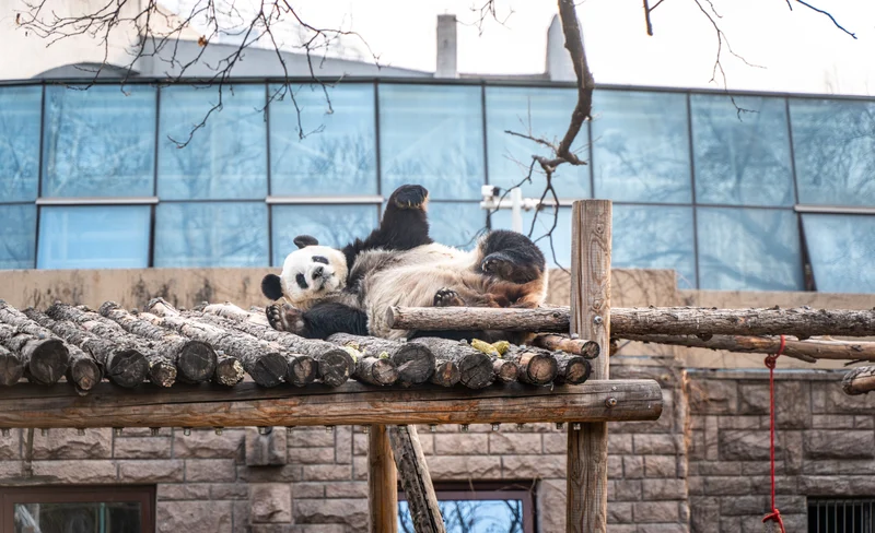 北京動物園&首都博物館 包車遊覽