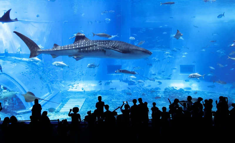 沖繩北部 / 中部 / 南部私人一日遊