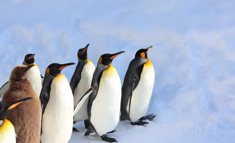 旭山動物園 & 美瑛青池 & 白鬚瀑布一日遊