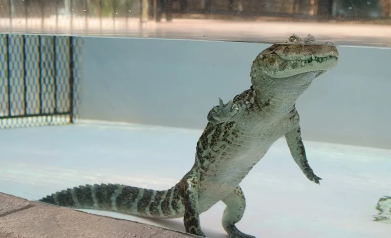 靜岡 Smart Aquarium 水族館門票