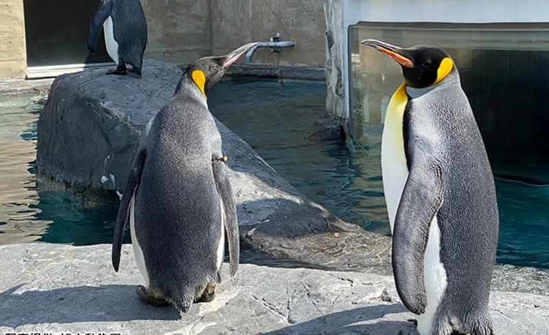 江別ROYCE巧克力 & 巧克力小鎮 & 甜品店私人之旅