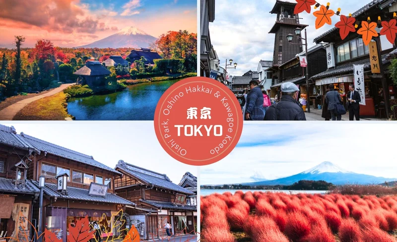 富士山大石公園 x 忍野八海 x 小江戶川越 一日遊 (新宿出發)