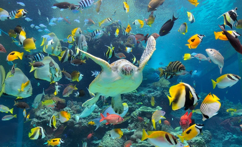 沖繩美麗海水族館＆美國村之旅（那霸／北谷出發）