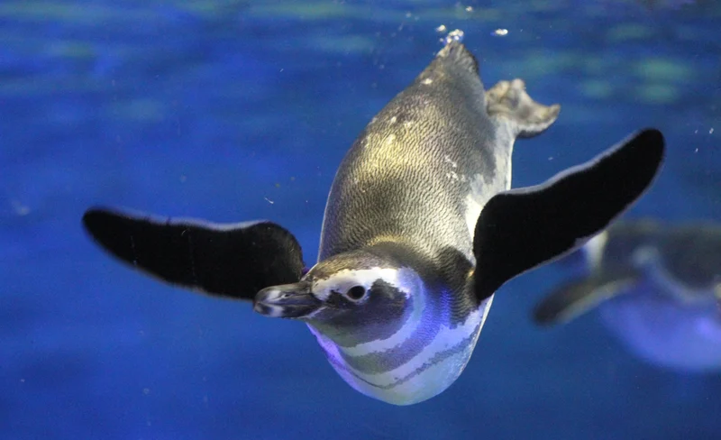 東京墨田水族館門票