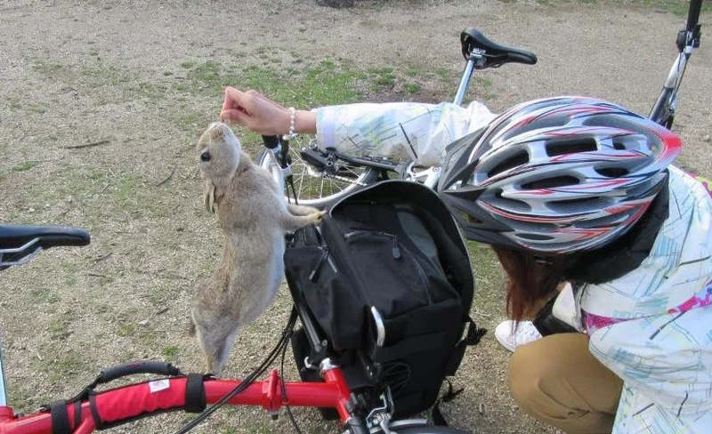 廣島兔島遊覽＆自行車之旅