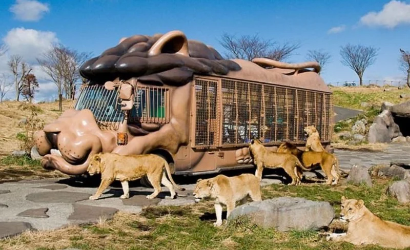 九州｜大分九州自然動物園/別府海地獄溫泉/湯布院/金鱗湖客製化包車一日遊