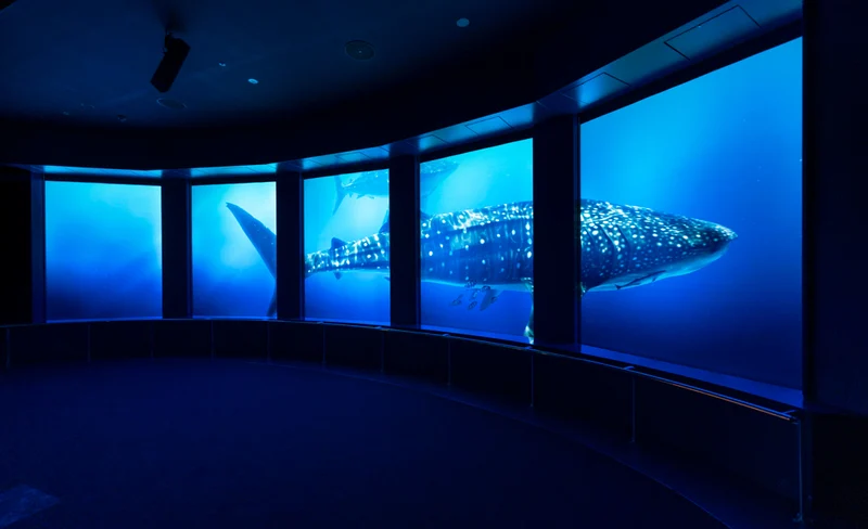 沖繩豐見城市 DMM Kariyushi 水族館門票