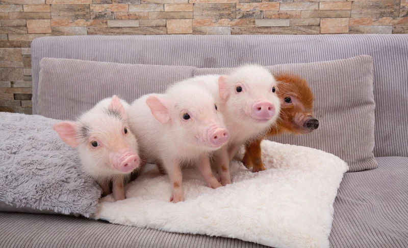 東京目黑Micro Pig Cafe迷你豬咖啡館體驗