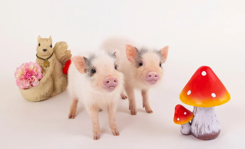 北海道Micro Pig Cafe迷你豬咖啡館體驗