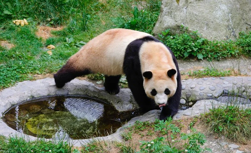 大熊貓愛心志願者體驗一日遊
