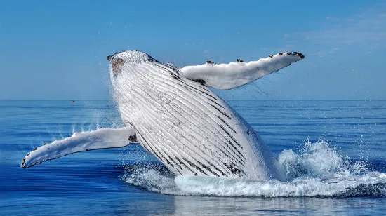 瑪格麗特河＆巴瑟爾頓＆戴士柏賞鯨遊船之旅