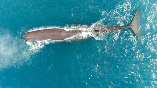 凱庫拉賞鯨觀光飛行體驗