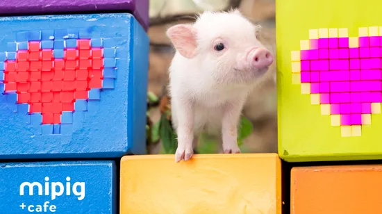 東京池袋迷你豬咖啡館（Micro Pig Cafe）體驗