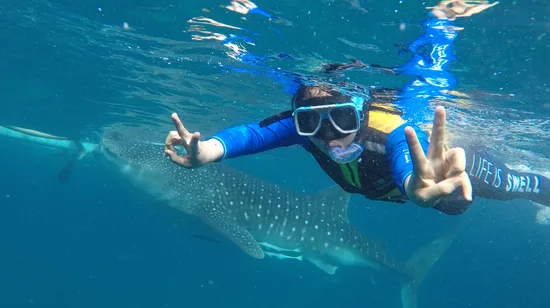 Oslob鯨鯊共游（湊團一日遊）