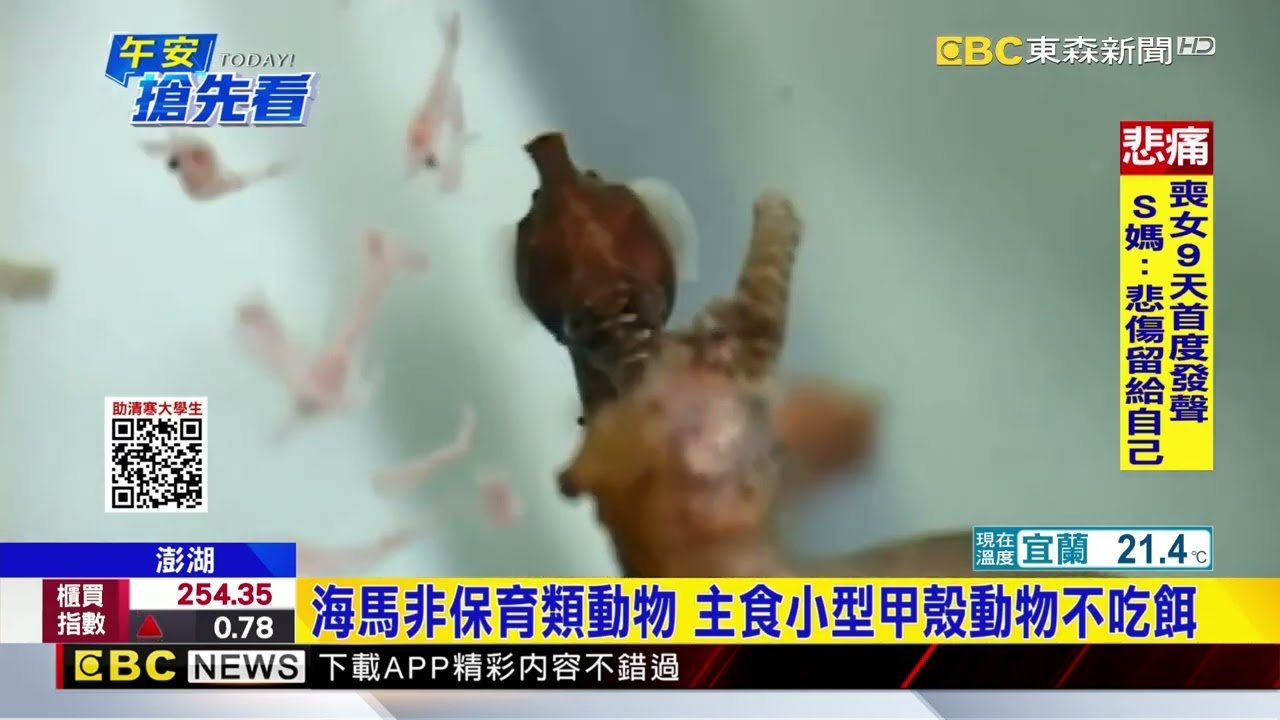 澎湖釣客釣到野生海馬 專家：應該是勾到的@newsebc