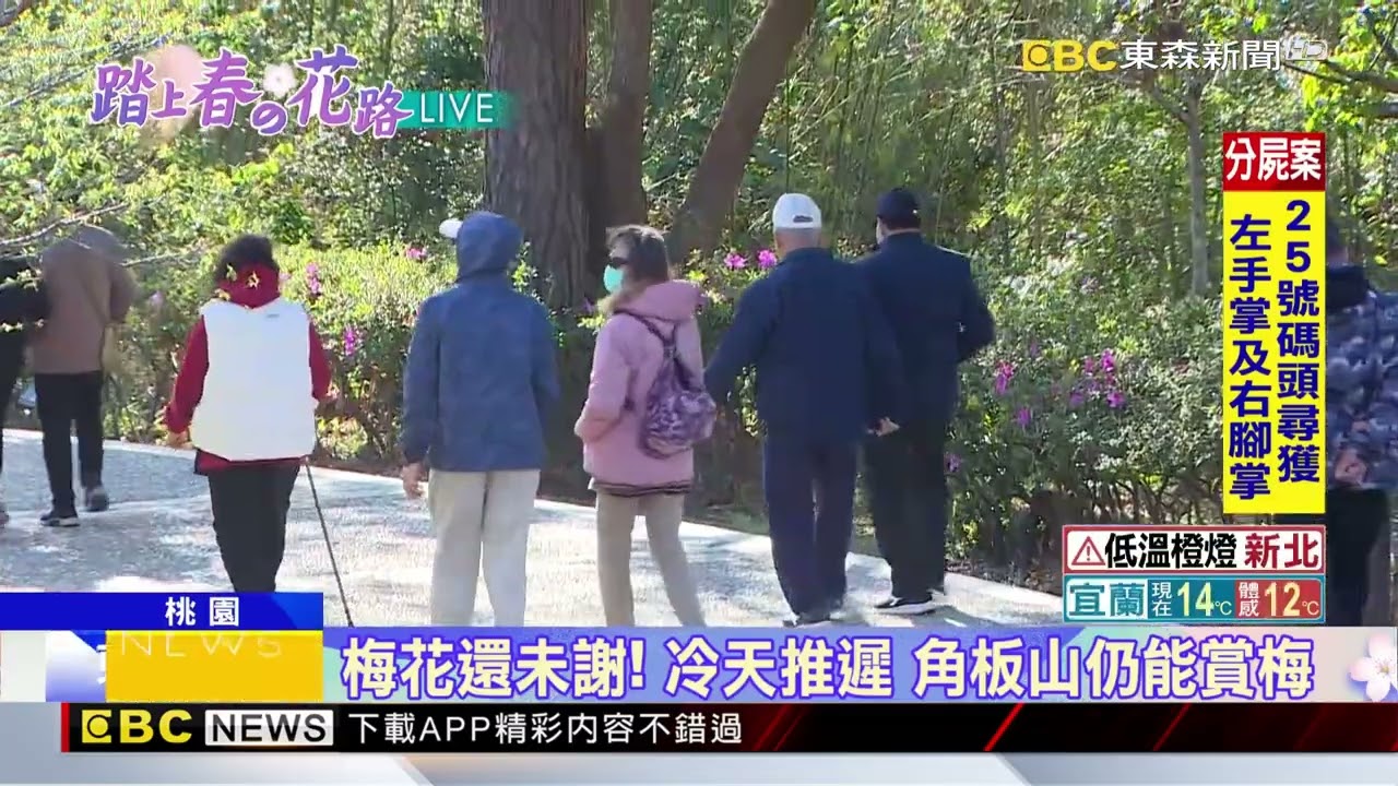 最新》梅花還未謝！ 冷天推遲 角板山仍能賞梅 @newsebc