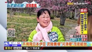 最新》武陵農場入園「河津櫻」盛開 淺粉色系大爆發@newsebc