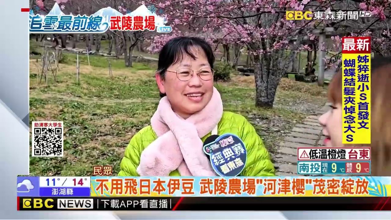 最新》武陵農場入園「河津櫻」盛開 淺粉色系大爆發@newsebc