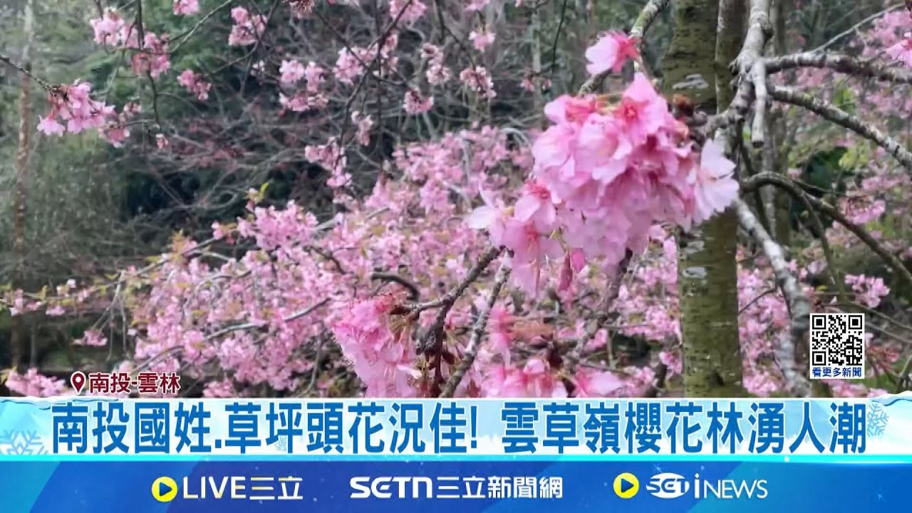 山櫻花.河津櫻盛開! 武陵櫻花季首日遇寒流發威 后里崴立櫻花公園綻放! 遊客專程南下賞櫻 南投國姓.草坪頭花況佳! 雲草嶺櫻花林湧人潮│記者 廖宜德 謝昀蓁│新聞一把抓20250208│三立新聞台