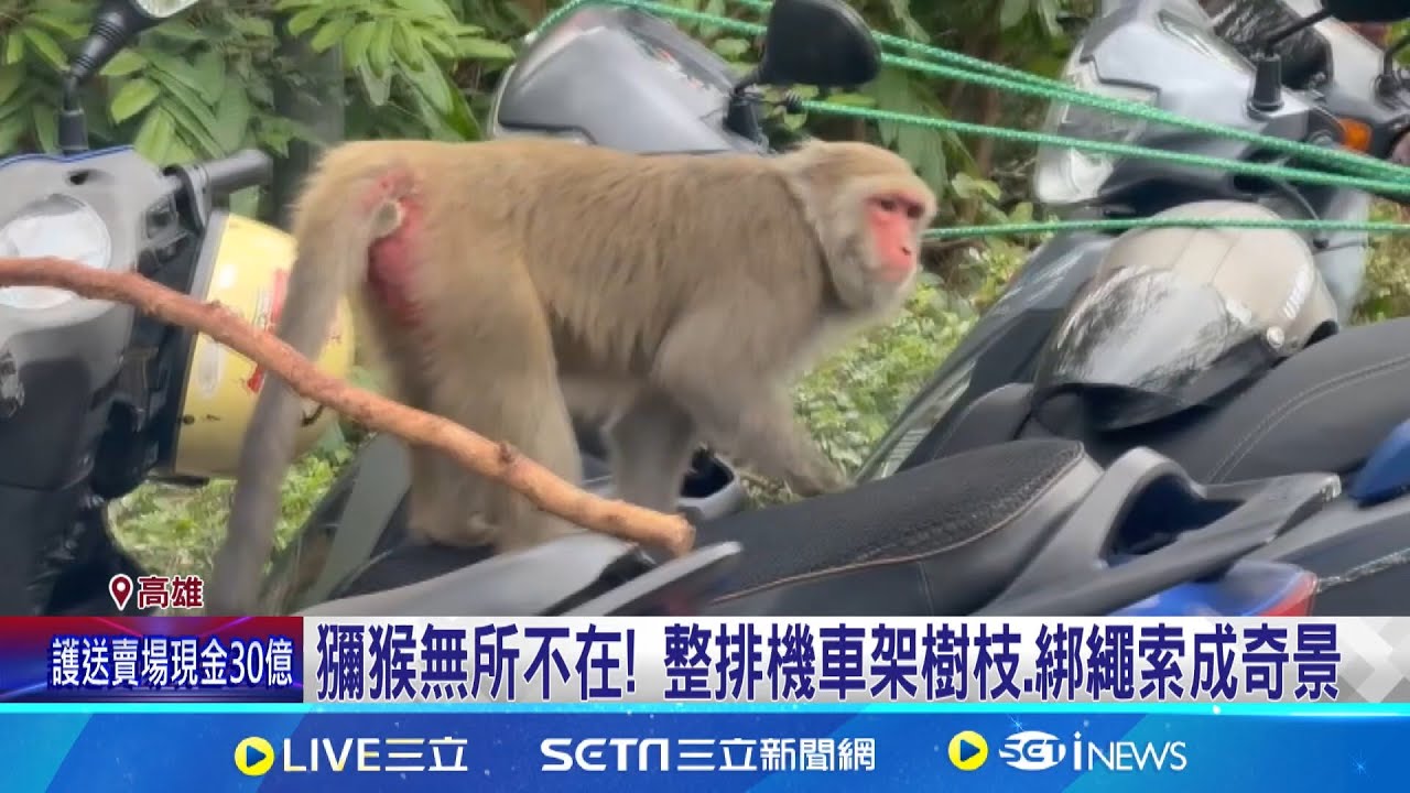獼猴打開”落地窗”闖屋覓食 屋主直呼有夠恐怖 獼猴成壽山”破壞王”! 翻咬登山客機車置物箱│記者 洪淑珠 黃大衛│新聞一把抓20250203│三立新聞台
