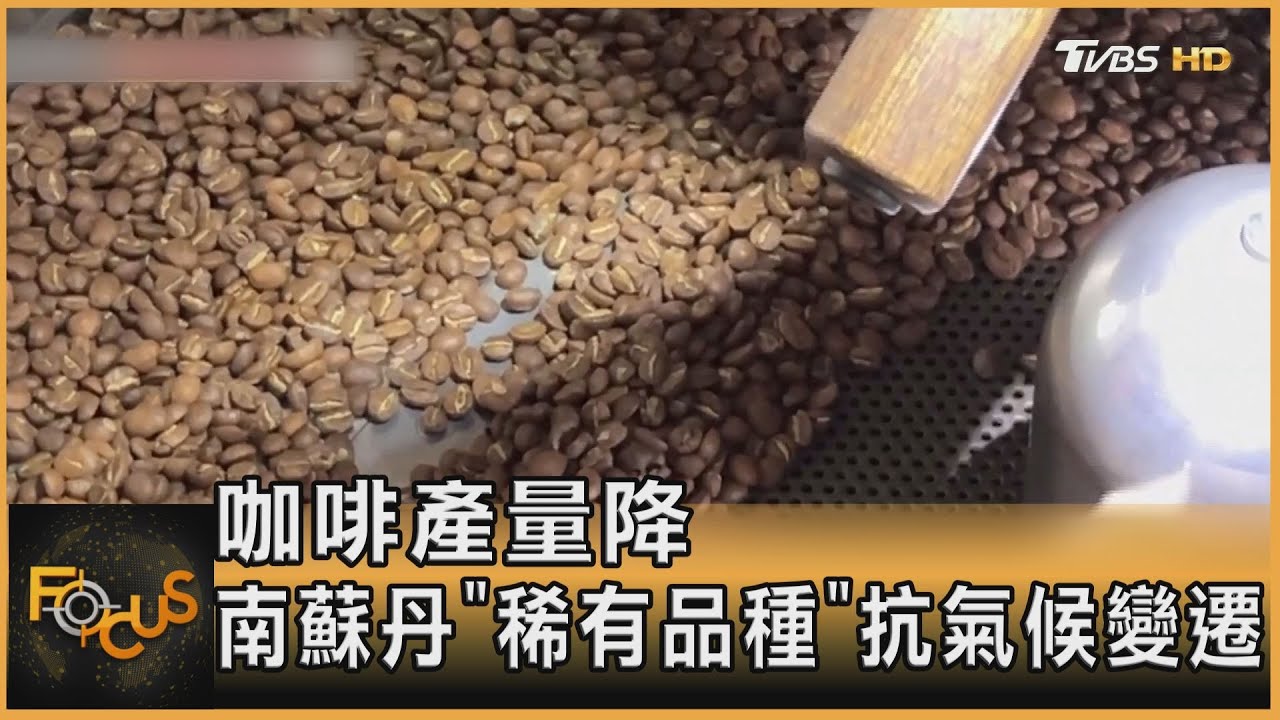 咖啡產量降 南蘇丹「稀有品種」抗氣候變遷｜方念華｜FOCUS全球新聞20250307 @tvbsfocus