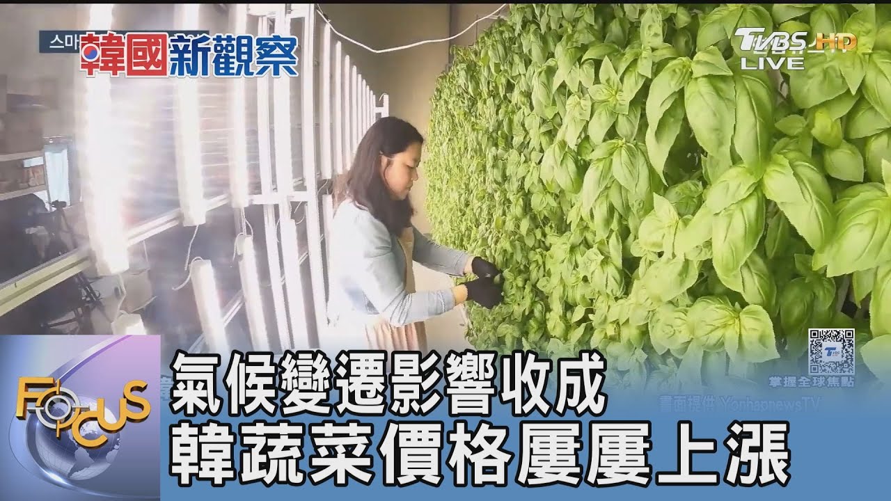 氣候變遷影響收成 韓蔬菜價格屢屢上漲｜FOCUS午間新聞 20250306 @tvbsfocus