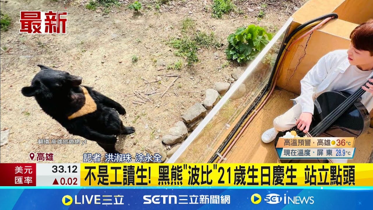 黑熊”波比”21歲生日快樂!!壽山動物園找來街頭藝人演奏生日歌 “波比”站起來點點頭互動 可愛逗趣│記者 洪淑珠 涂永全│新聞一把抓20250327│三立新聞台